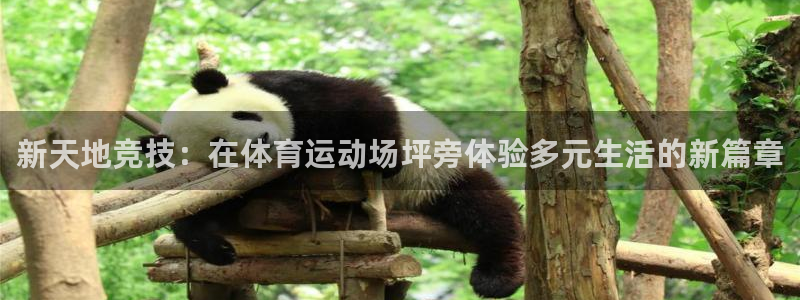制胜体育App下载